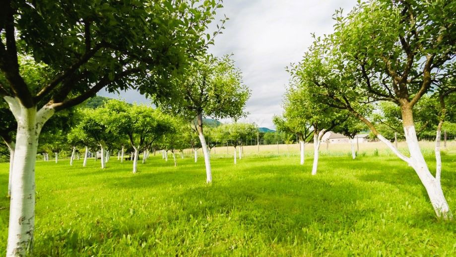 Terreno Brod na Kupi, Delnice, 1.960m2