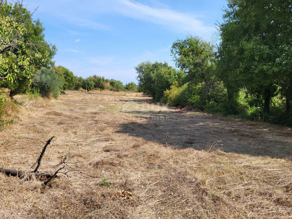 ISTRIA, MARČANA - Terreni edificabili e agricoli 