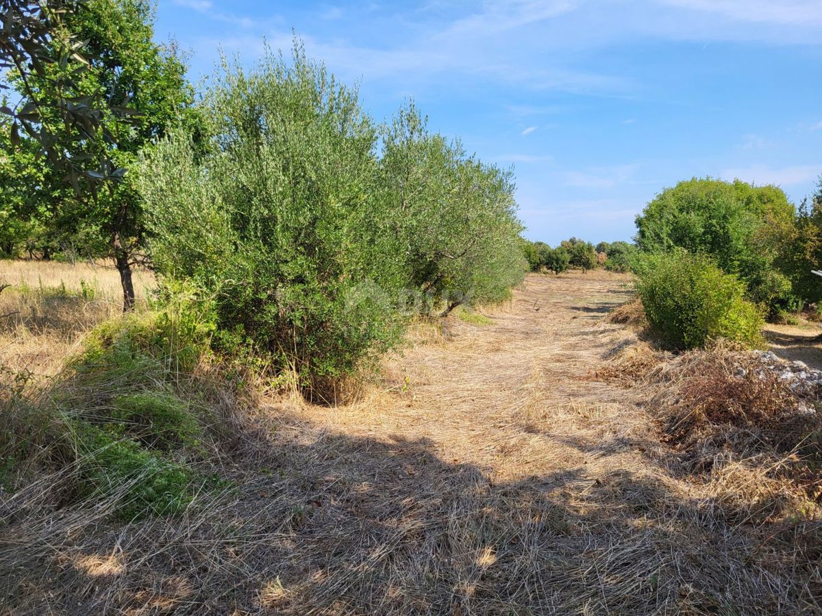 ISTRIA, MARČANA - Terreni edificabili e agricoli 