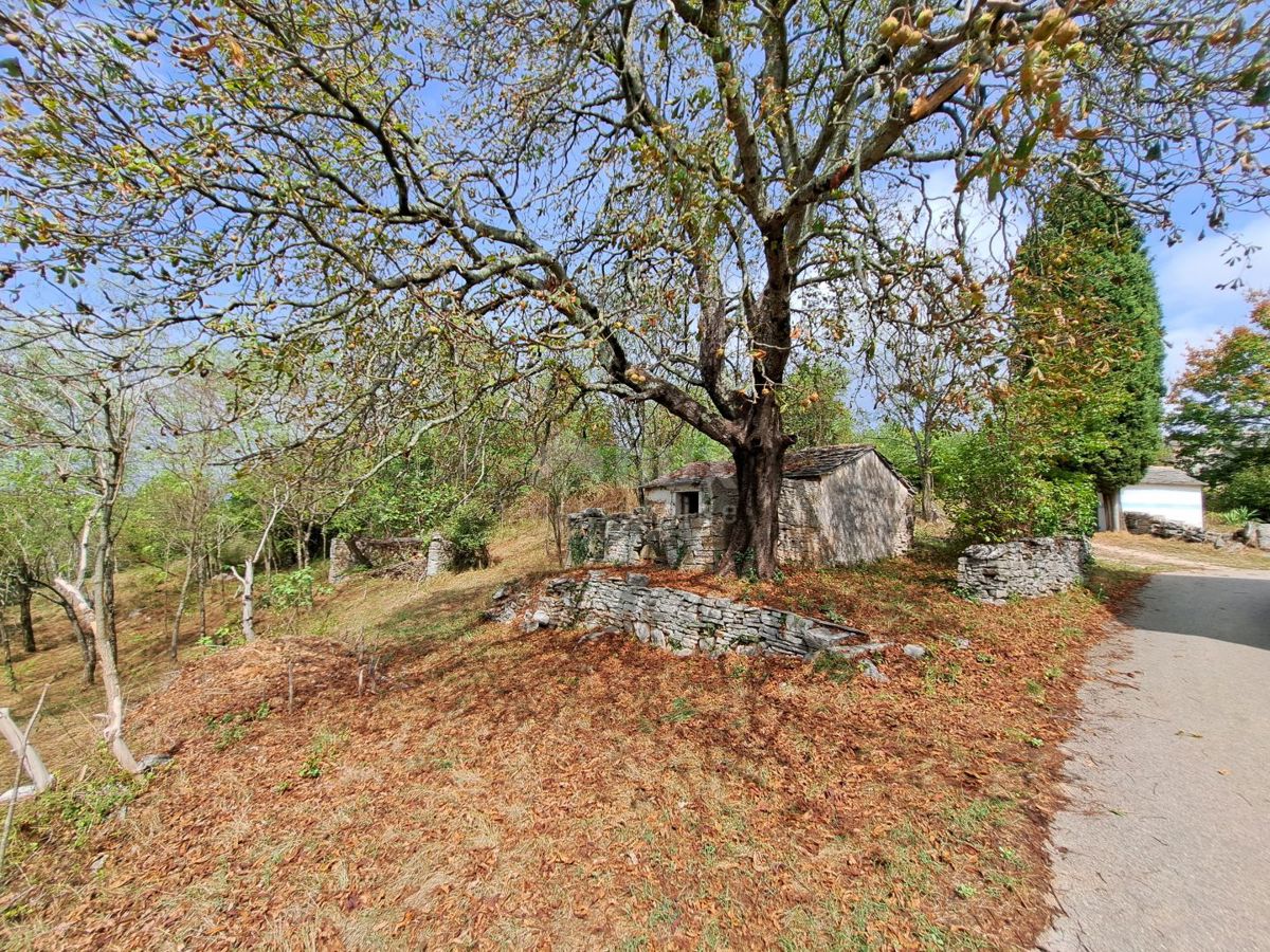 ISTRIA, GRIGNAN, DINTORNI - vecchia casa con terreno di 60.000 m2 