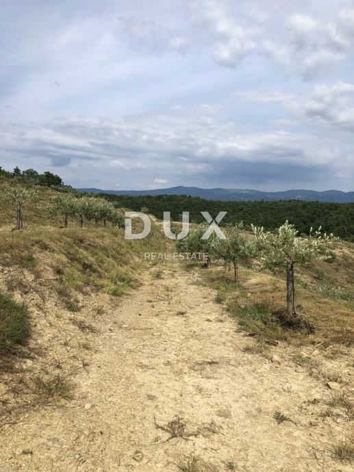 ISTRIA, DRAGUĆ – Un paradiso nascosto di ulivi con potenziale di rinnovamento