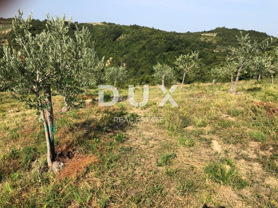ISTRIA, DRAGUĆ – Un paradiso nascosto di ulivi con potenziale di rinnovamento