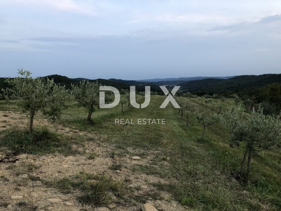 ISTRIA, DRAGUĆ – Un paradiso nascosto di ulivi con potenziale di rinnovamento