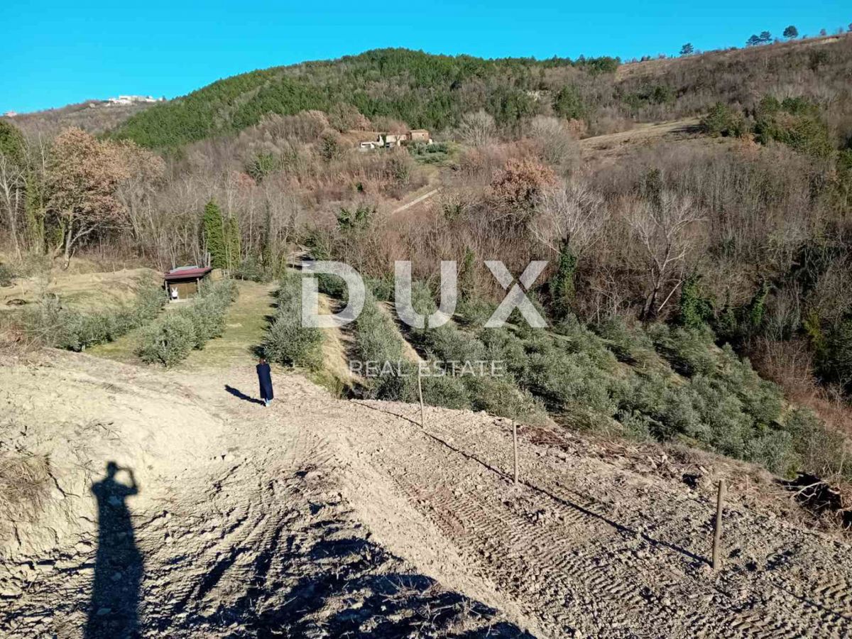 ISTRIA, CEROVLJE, GRIMALDA – Uliveto tra le colline, 280 alberi su 2,4 ha