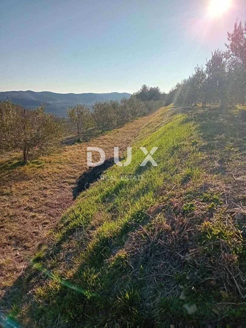 ISTRIA, CEROVLJE, GRIMALDA – Uliveto tra le colline, 280 alberi su 2,4 ha