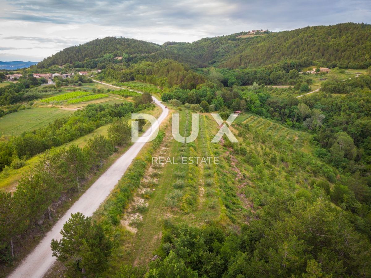 ISTRIA, CEROVLJE, GRIMALDA – Uliveto tra le colline, 280 alberi su 2,4 ha