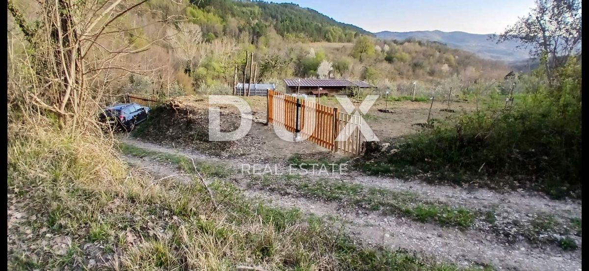 ISTRIA, CEROVLJE, GRIMALDA – Uliveto tra le colline, 280 alberi su 2,4 ha