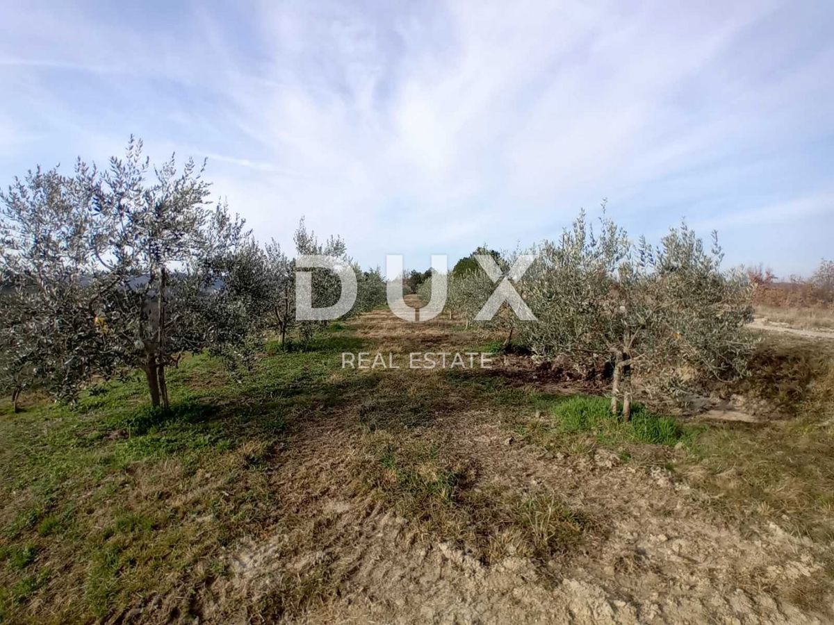 ISTRIA, CEROVLJE, GRIMALDA – Uliveto tra le colline, 280 alberi su 2,4 ha
