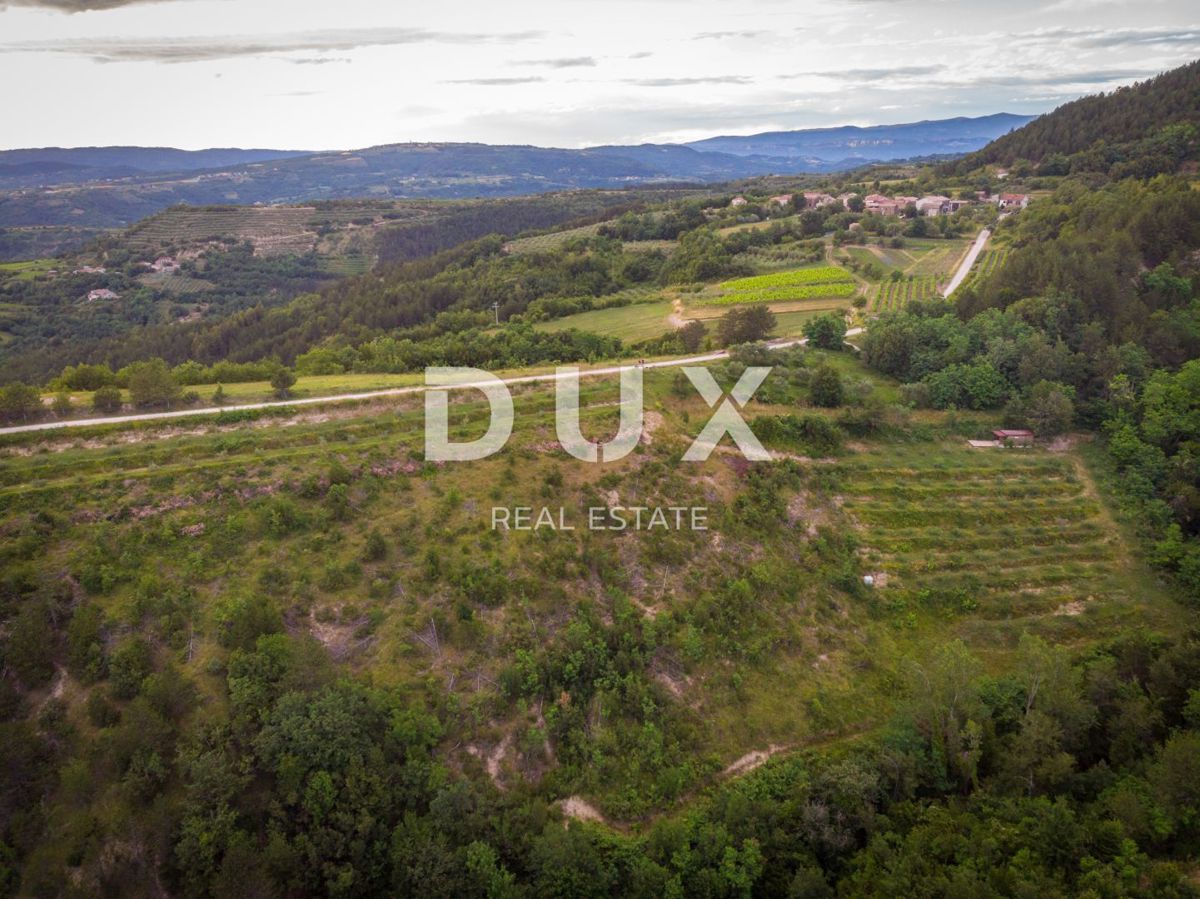 ISTRIA, CEROVLJE, GRIMALDA – Uliveto tra le colline, 280 alberi su 2,4 ha