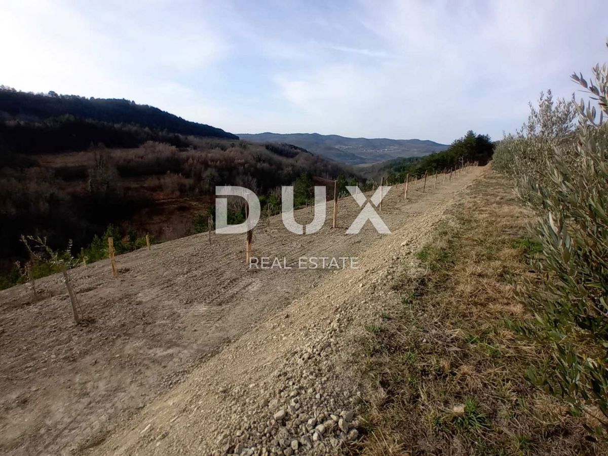 ISTRIA, CEROVLJE, GRIMALDA – Uliveto tra le colline, 280 alberi su 2,4 ha