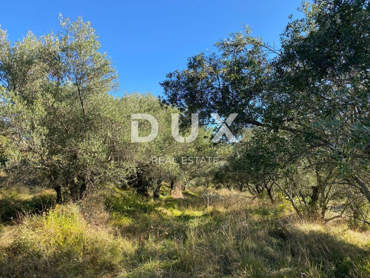 ISTRIA, DRAGUĆ - terreno edificabile 2.257 per un edificio residenziale - appartamenti/appartamenti/casa bifamiliare/villa! OPPORTUNITÀ!!!