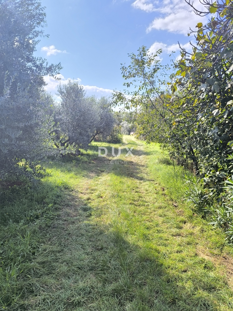 ISTRIA, POLA - Terreno edificabile + uliveto 5800 m2