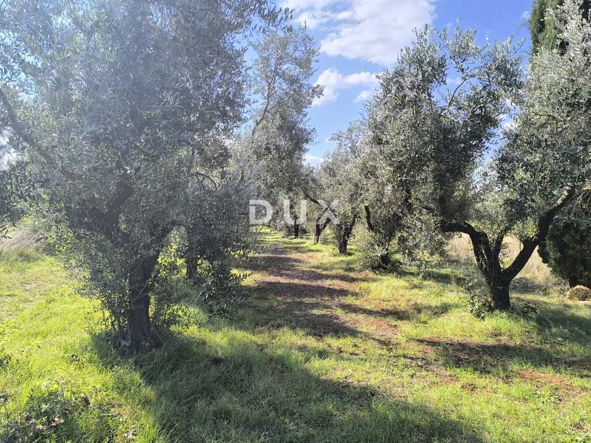 ISTRIA, POLA - Terreno edificabile + uliveto 5800 m2