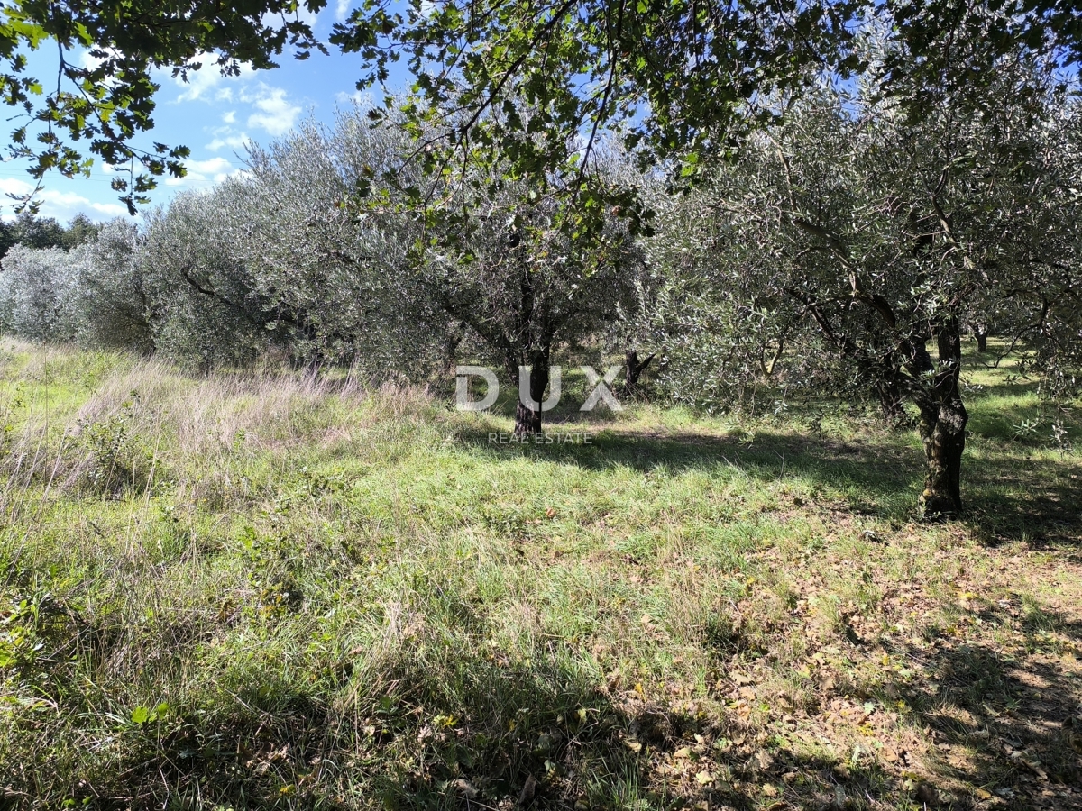 ISTRIA, POLA - Terreno edificabile + uliveto 5800 m2