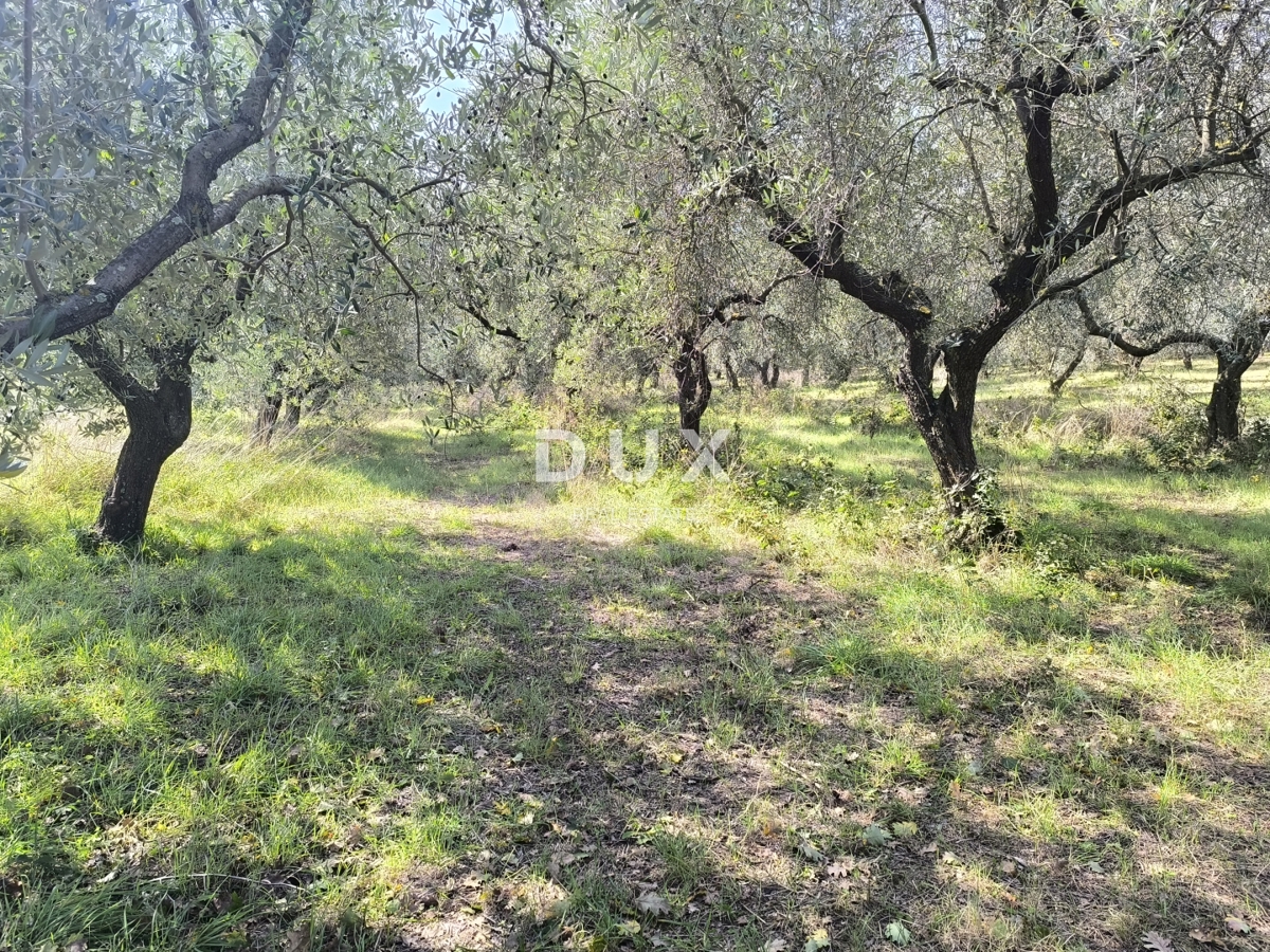 ISTRIA, POLA - Terreno edificabile + uliveto 5800 m2