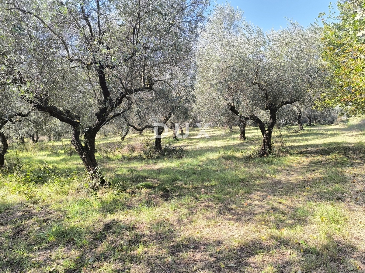 ISTRIA, POLA - Terreno edificabile + uliveto 5800 m2