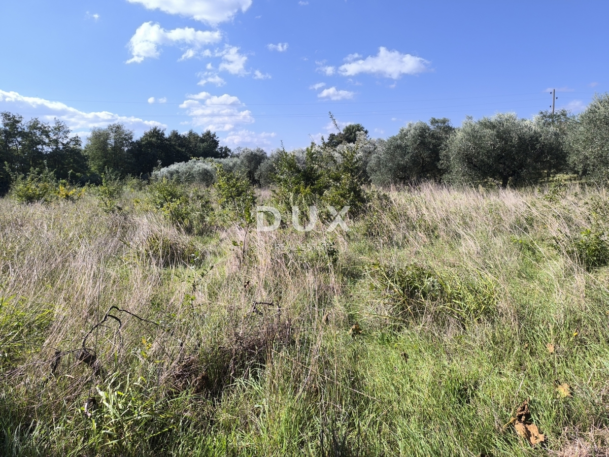 ISTRIA, POLA - Terreno edificabile + uliveto 5800 m2