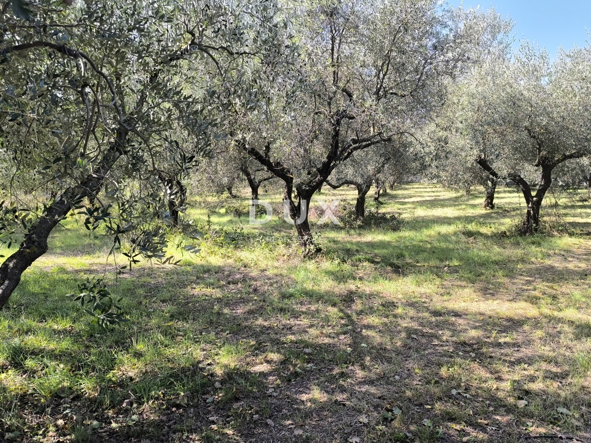 ISTRIA, POLA - Terreno edificabile + uliveto 5800 m2