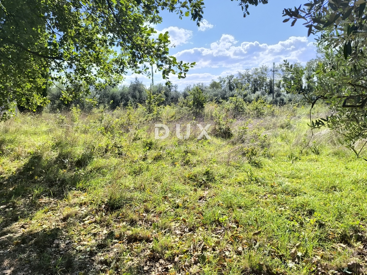 ISTRIA, POLA - Terreno edificabile + uliveto 5800 m2