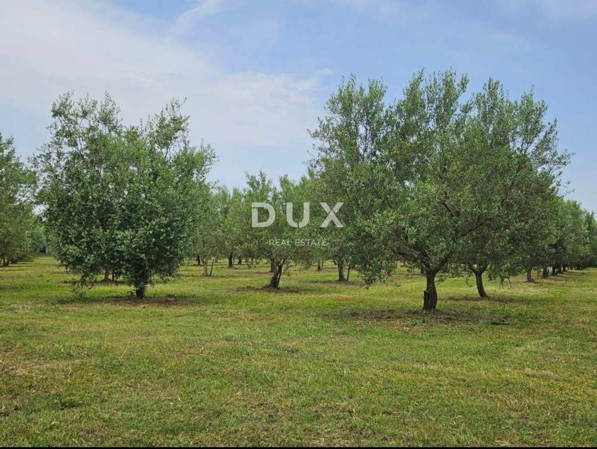 ISTRIA, ŠIŠAN - Terreno agricolo, con 205 uliveti, 8760 m2!