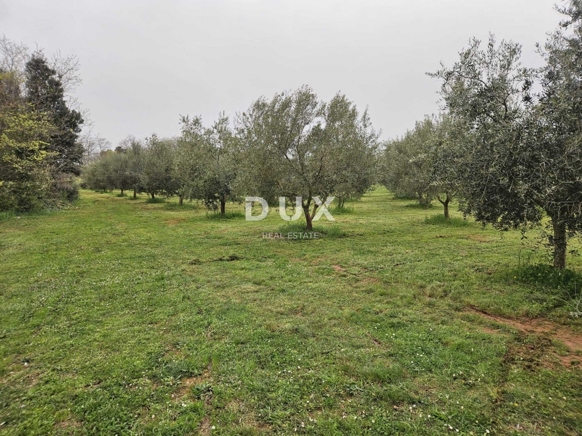 ISTRIA, ŠIŠAN - Terreno agricolo, con 205 uliveti, 8760 m2!