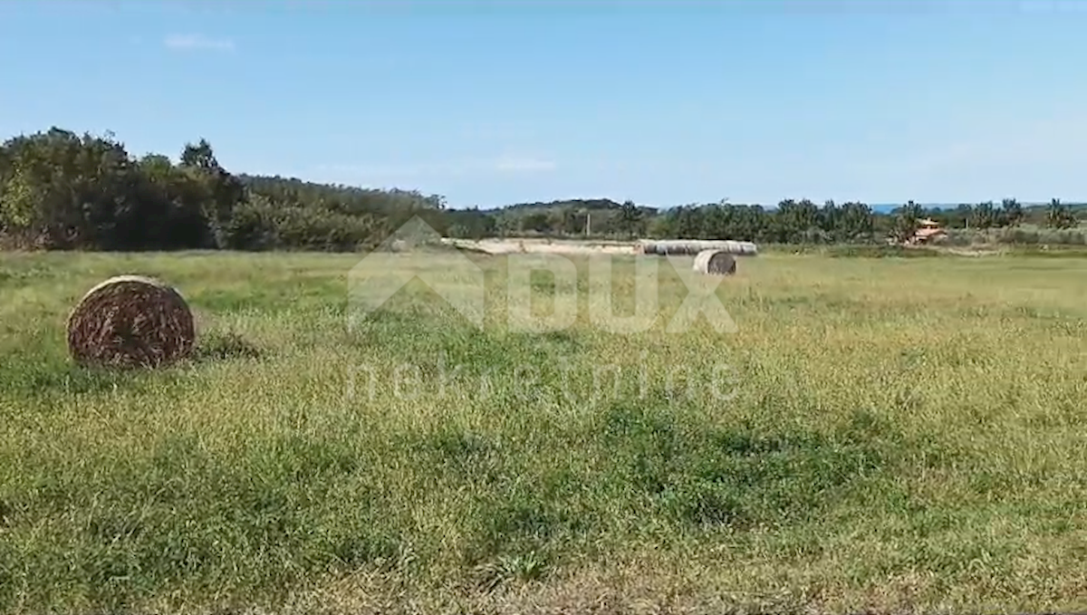 ISTRIA, BRTONIGLA - Bellissimo prato di 7596 m2