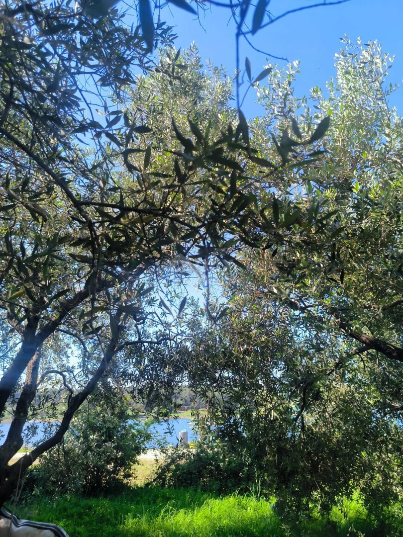 ISTRIA, MEDULINO Terreno edificabile prima fila al mare per una villa!