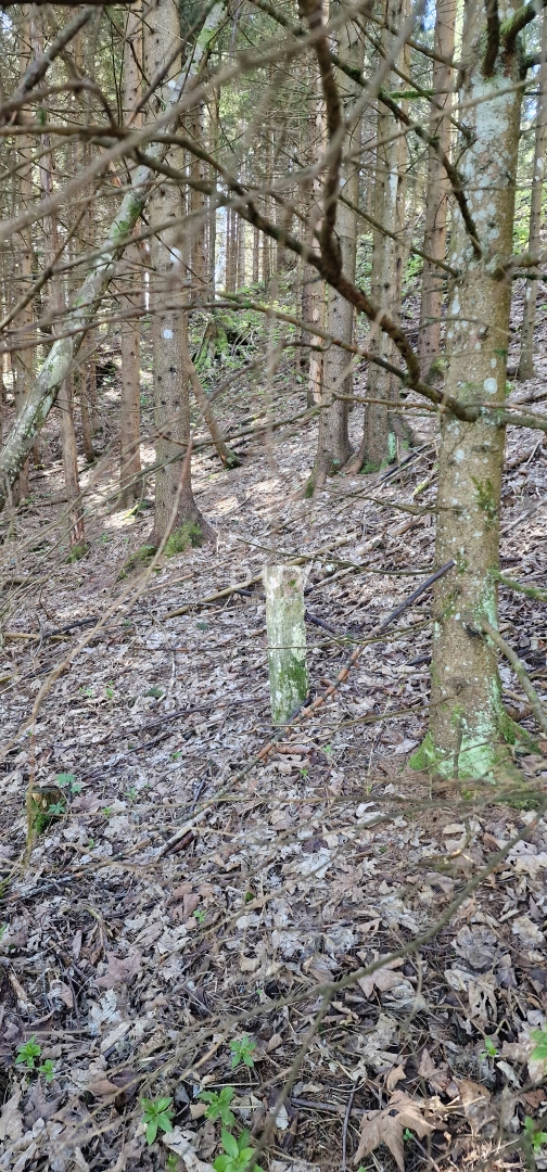 DELNICE, RAVNA GORA - terreno con una superficie totale di 13400 m2