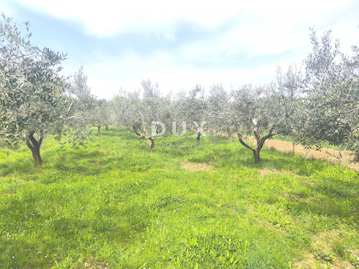 ISTRIA, PREMANTURA - Terreno edificabile con vista mare