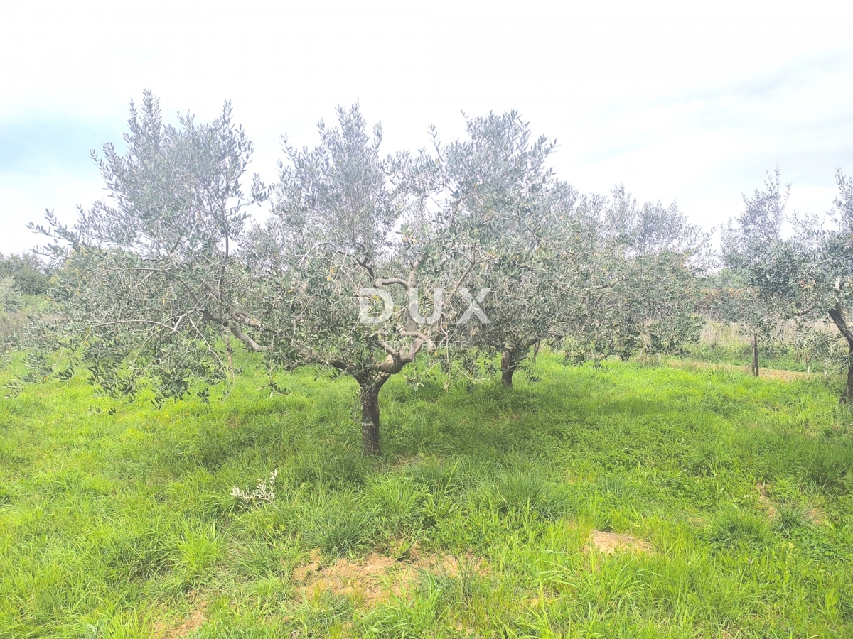 ISTRIA, PREMANTURA - Terreno edificabile con vista mare