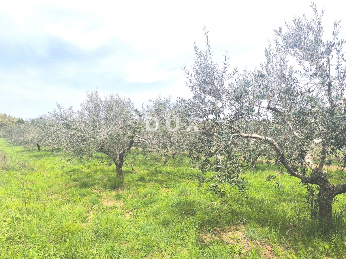 ISTRIA, PREMANTURA - Terreno edificabile con vista mare