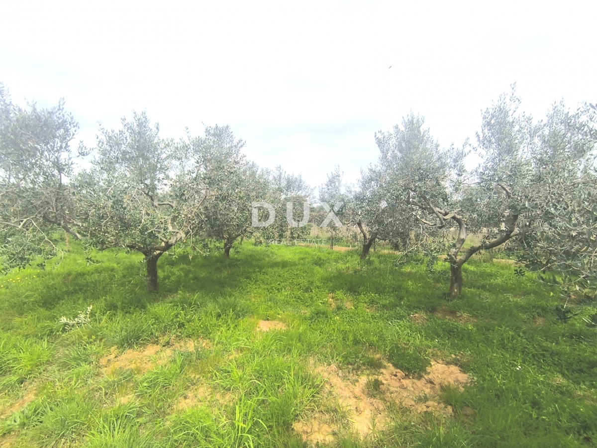 ISTRIA, PREMANTURA - Terreno edificabile con vista mare