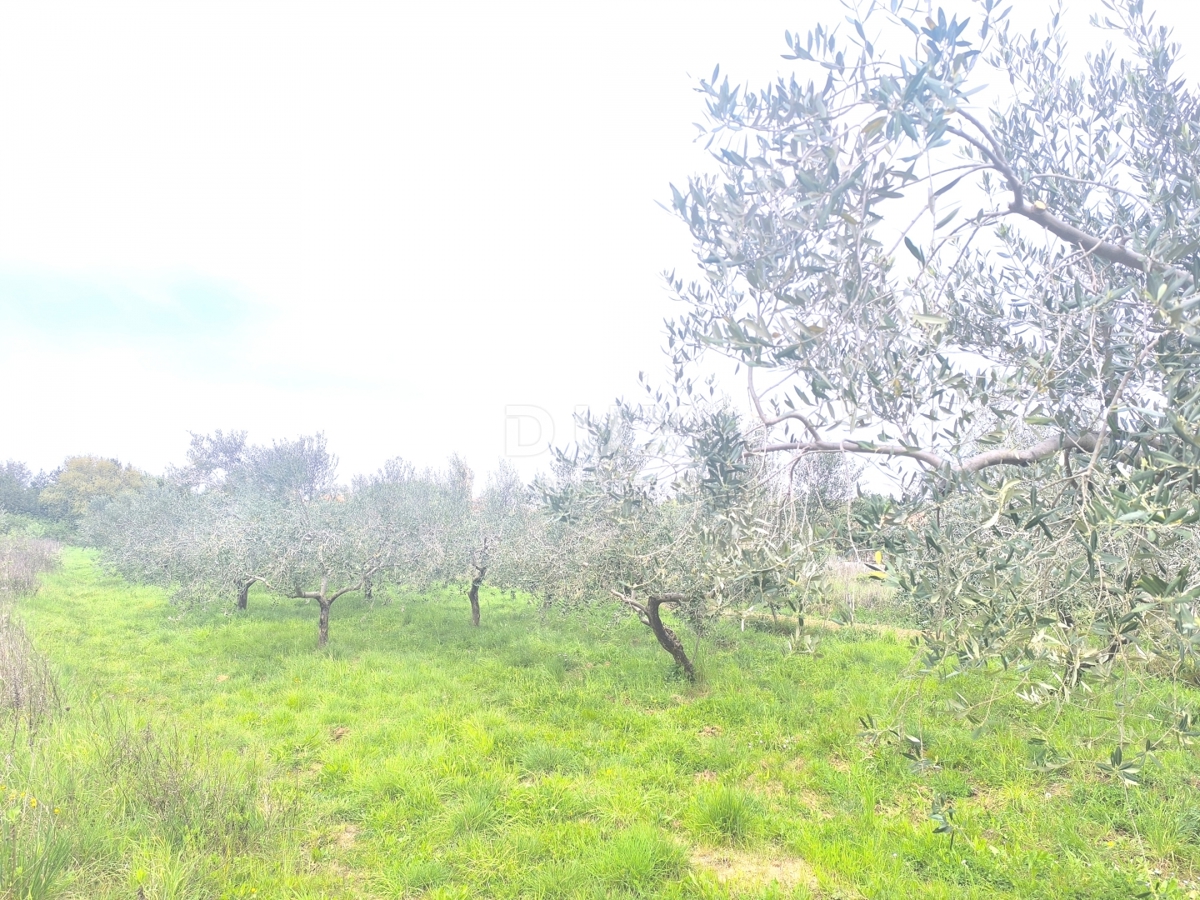 ISTRIA, PREMANTURA - Terreno edificabile con vista mare