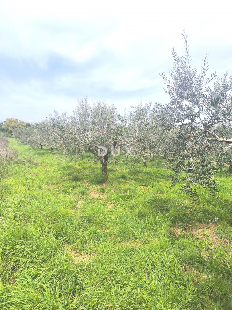 ISTRIA, PREMANTURA - Terreno edificabile con vista mare