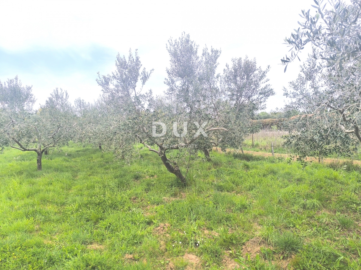 ISTRIA, PREMANTURA - Terreno edificabile con vista mare