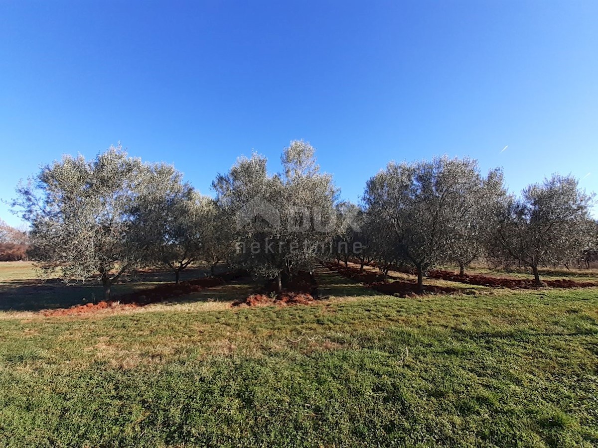 Terreno Novigrad, 9.632m2