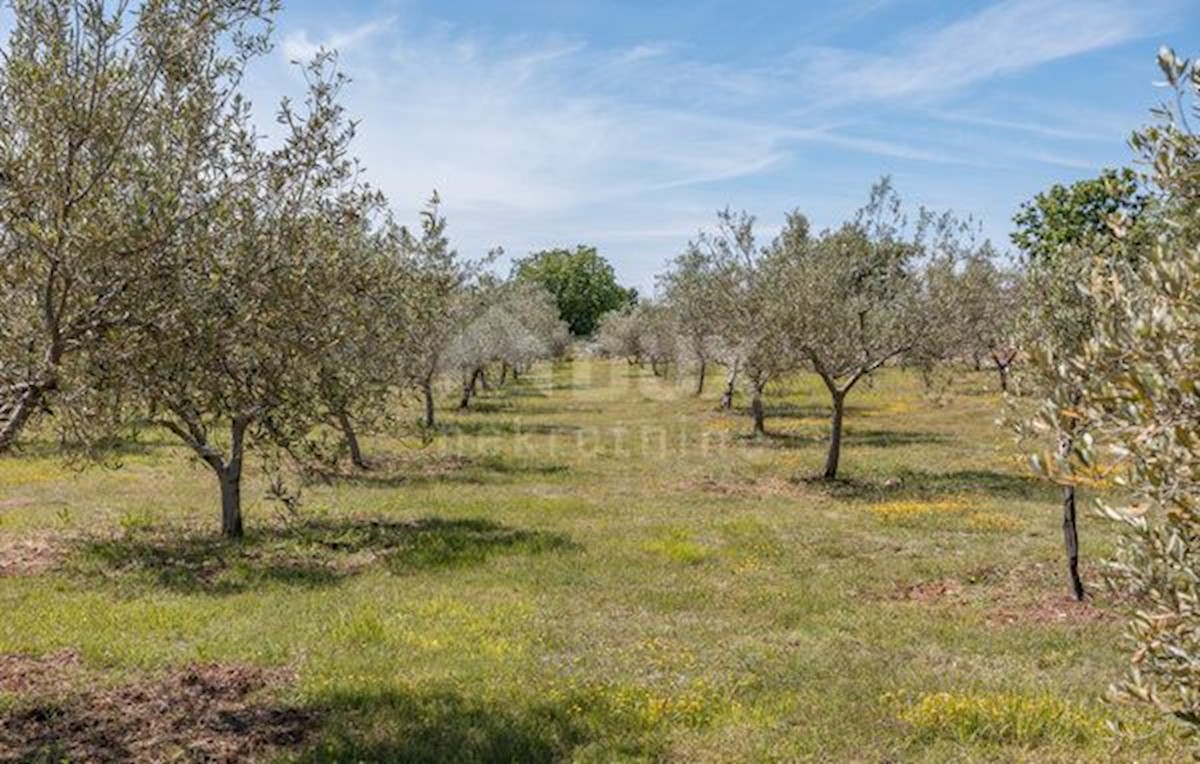 ISTRIA, VODNJAN - Bella villa di lusso con uliveto