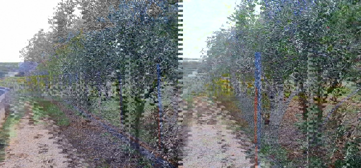 Kaštel Štafilić, building land 3606 m2, right next to the road, 100 m from the sea