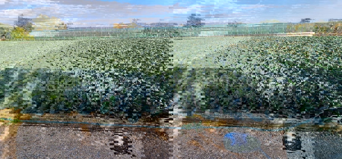 Trogir, Divulje, agricultural land 751 m2, only 120 m from the sea