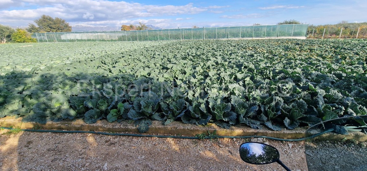 Trogir, Divulje, agricultural land 751 m2, only 120 m from the sea