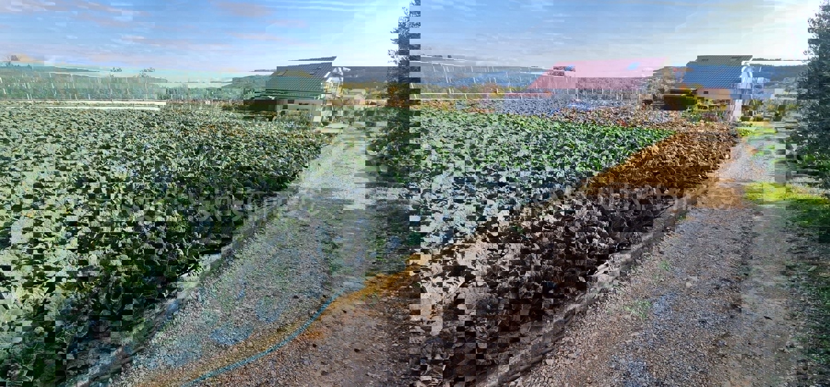 Trogir, Divulje, agricultural land 751 m2, only 120 m from the sea