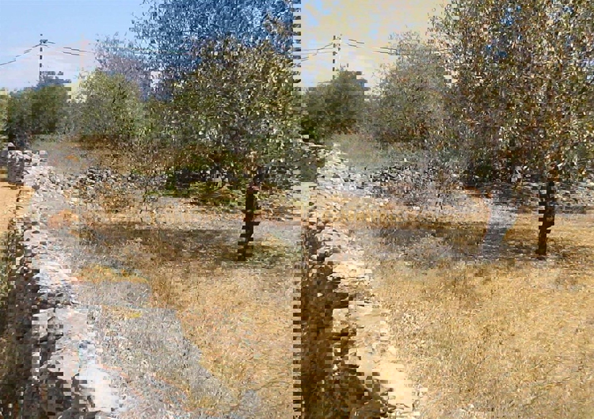 Drvenik Mali, terreno edificabile 650 m2, 200 m dal mare