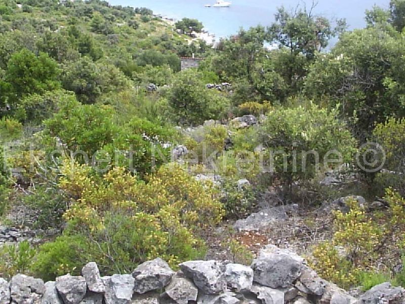 Drvenik Veli, terreno agricolo 4000m2, vicino al mare