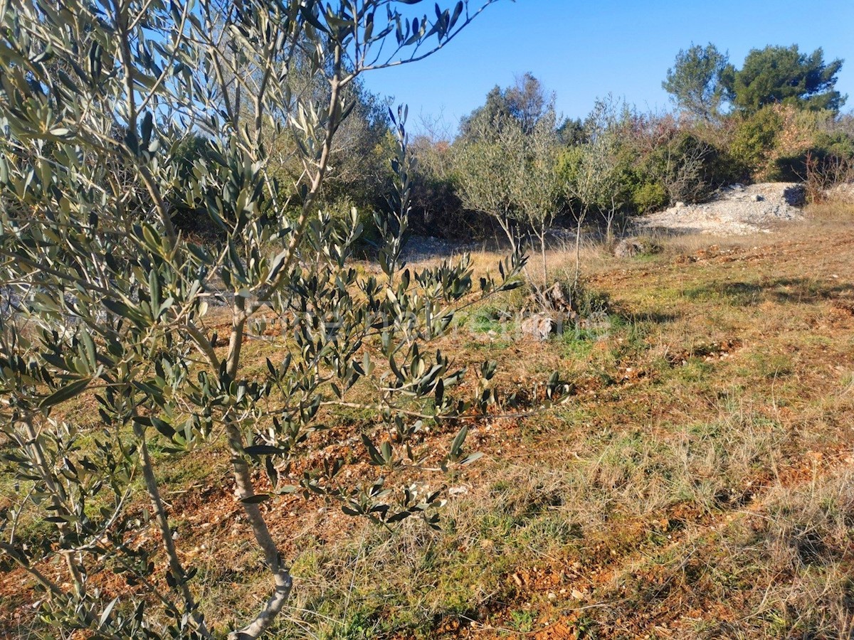 Fasana - terreno agricolo con uliveto