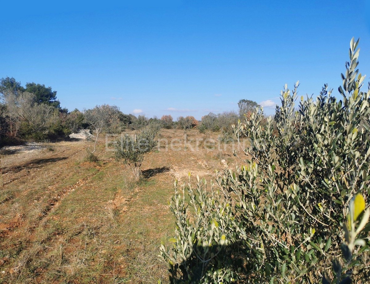 Fasana - terreno agricolo con uliveto