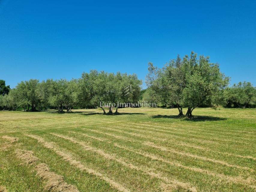 Parenzo, dintorni - proprietà con casa in pietra
