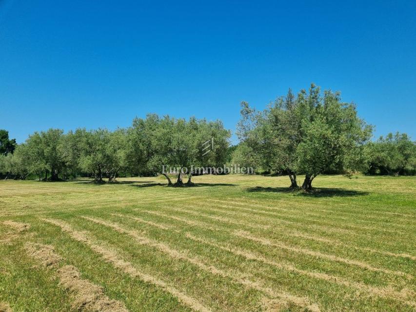 Parenzo, dintorni - proprietà con casa in pietra