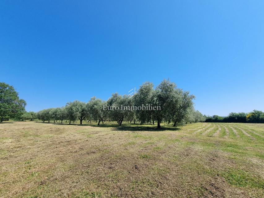 Parenzo, dintorni - proprietà con casa in pietra