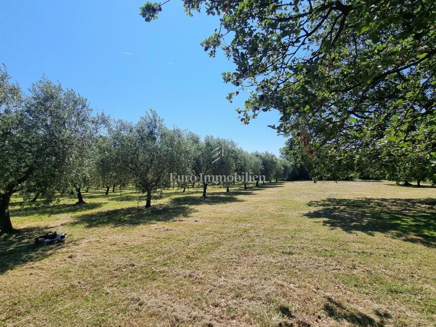 Parenzo, dintorni - proprietà con casa in pietra