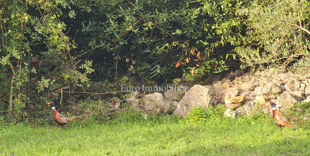 Terreno edificabile nei dintorni di Malinska